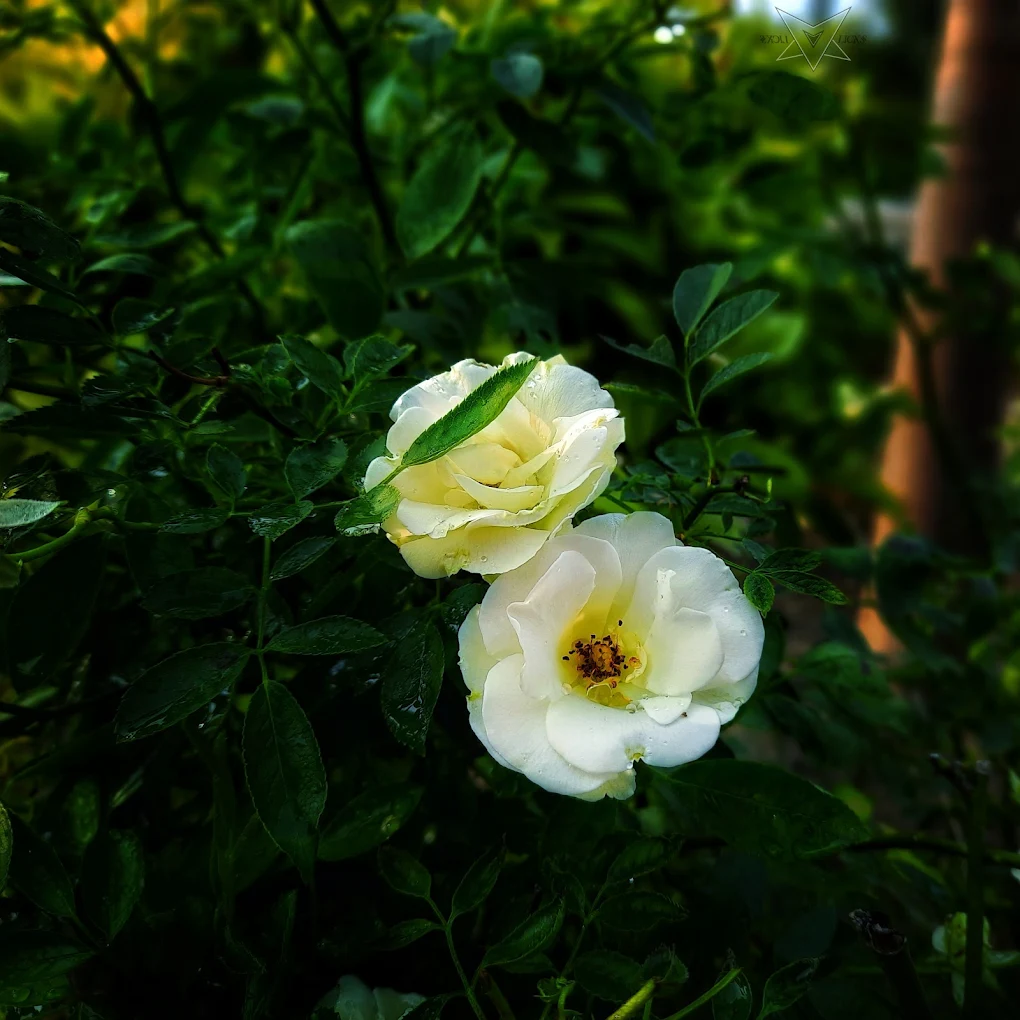 Vibrant flowering plants available at Tirupati Green World Khargone